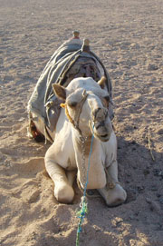 Kamele in ygpten